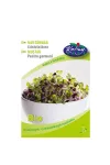 BIOMAG - Mustármag csíráztatásra 50g, Termesszen otthonában friss – VasMuszakiBolt.hu