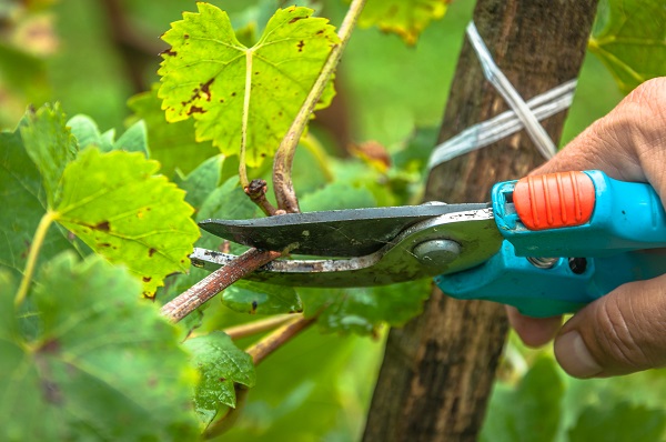 Tavaszi metszés – Hogy is van ez, mindenki vágja? 